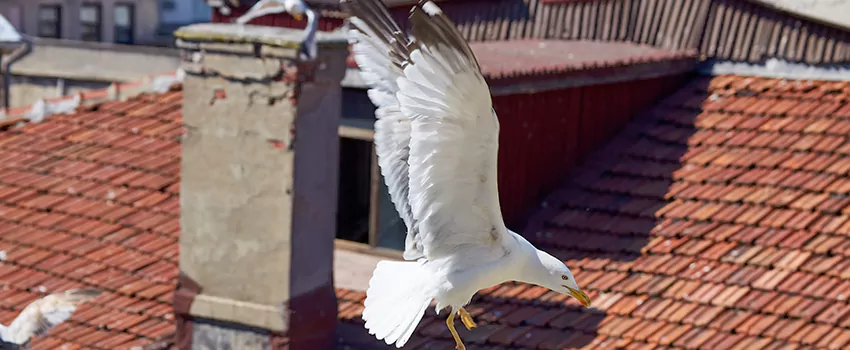 Residential Chimney Animal Removal Solution in Burnsville, MN
