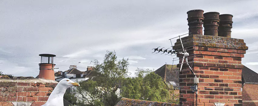 Chimney Cleaning And Restoration in Burnsville, Minnesota